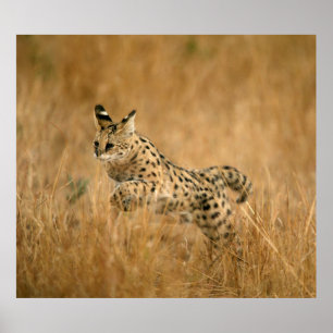 Póster Serval (Leptailurus Serval) Saltando