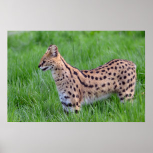 Póster Serval na grama