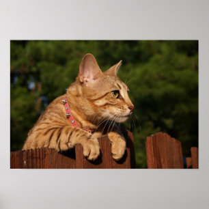 Póster Serval Savannah Kitten USA Canvas Print