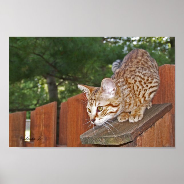 Poster Serval Savannah Kitten USA Canvas Print (Frente)