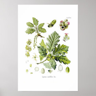 Póster Sessiliflora do Quercus (carvalho Sessile)