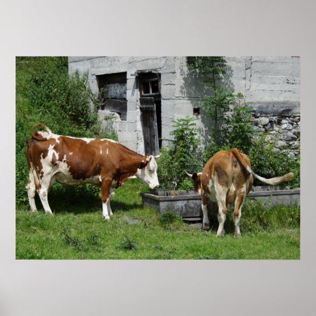 Póster Sesty Fleckvieh (Frente)