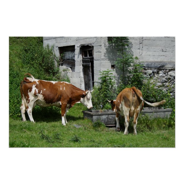 Póster Sesty Fleckvieh (Frente)