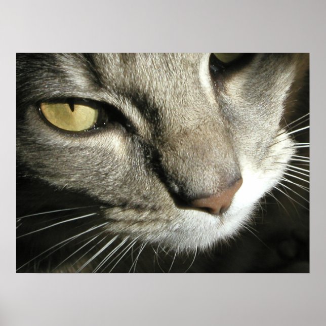 Póster Sete (Frente)