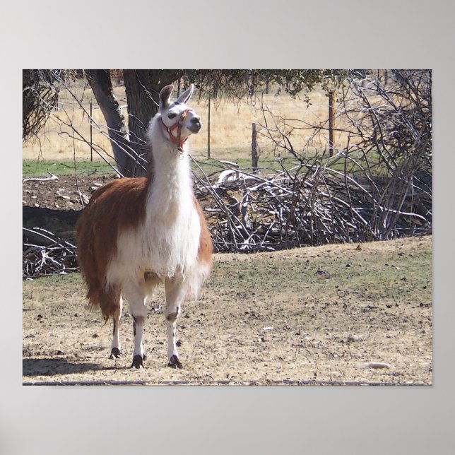 Poster Setembro Llama Closeup (Frente)