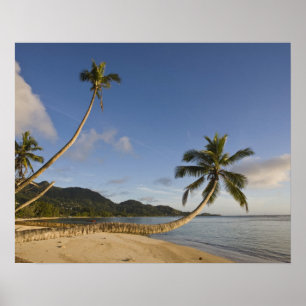Poster Seychelles, Ilha de Mahe, palmeira horizontal,