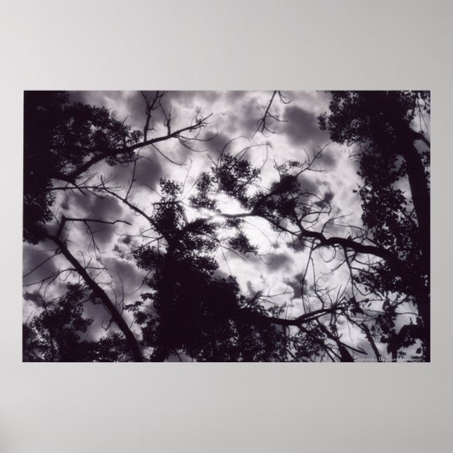 Póster Shady (Frente)