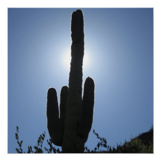 Póster Shady Saguaro
