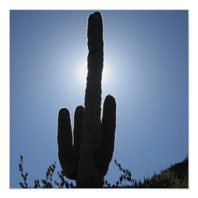 Póster Shady Saguaro (Frente)