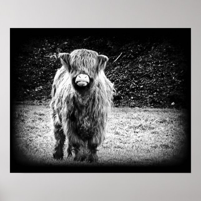 Póster Shaggy Highland Cow Photo (Preto e Branco) (Frente)