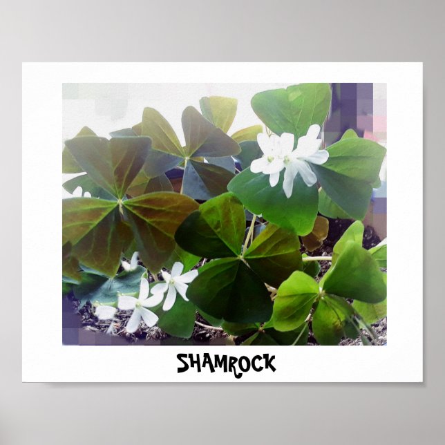 POSTER SHAMROCK (Frente)