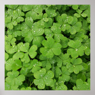 Poster Shamrock verde fresco, Ruas sortudas. Trevo picant