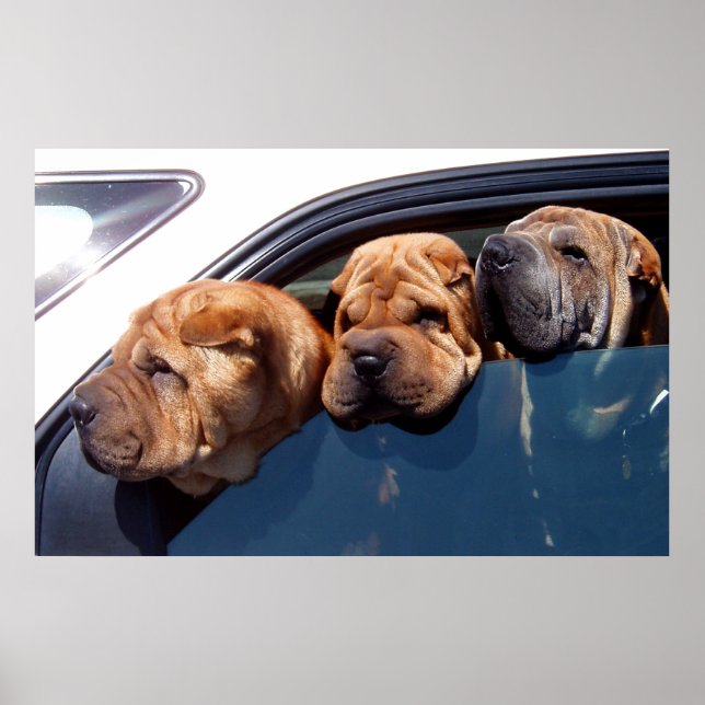 Poster Shar Pei Curioso (Frente)