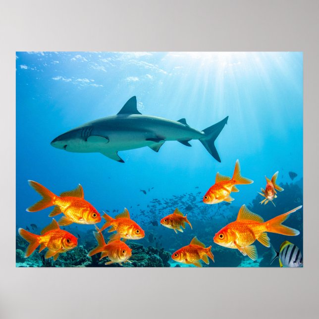 Poster Shark among gold fishes (Frente)