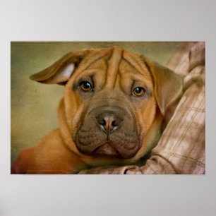 Poster Sharpei Beagle Puppy