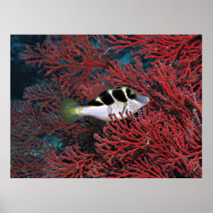 Poster Sharpnose Puffer no Coral