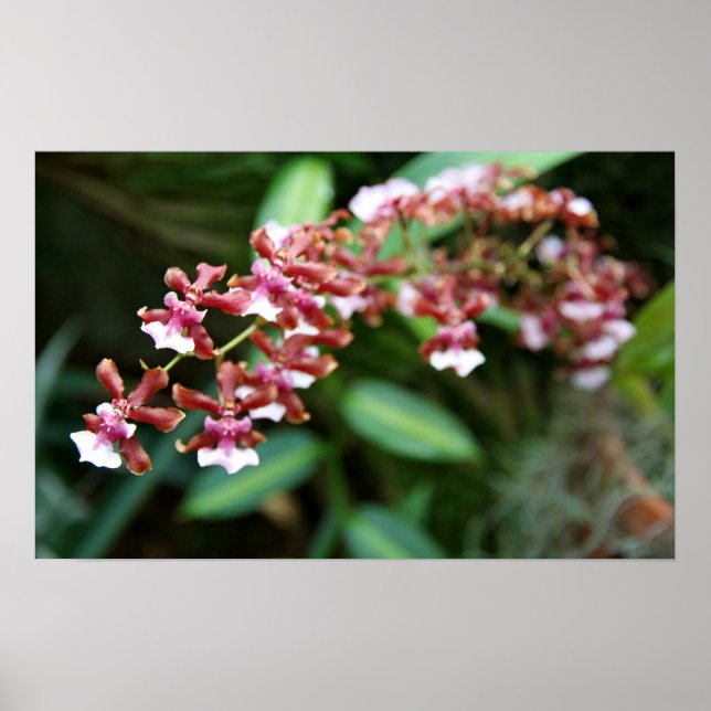 Póster Sharry Baby Oncidium (Frente)