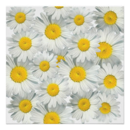 Póster Shasta Daisies