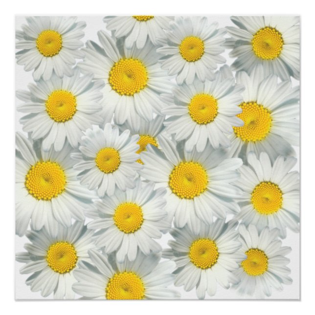 Póster Shasta Daisies (Frente)