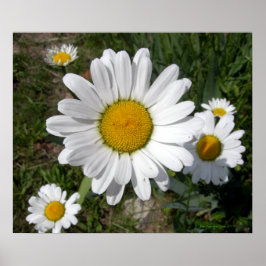 Poster Shasta Daisy (Chrysanthemum maximum)