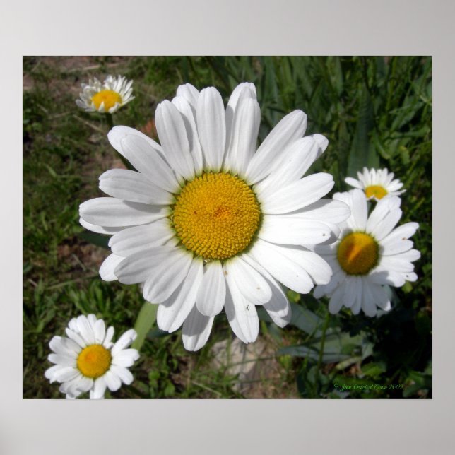 Poster Shasta Daisy (Chrysanthemum maximum) (Frente)