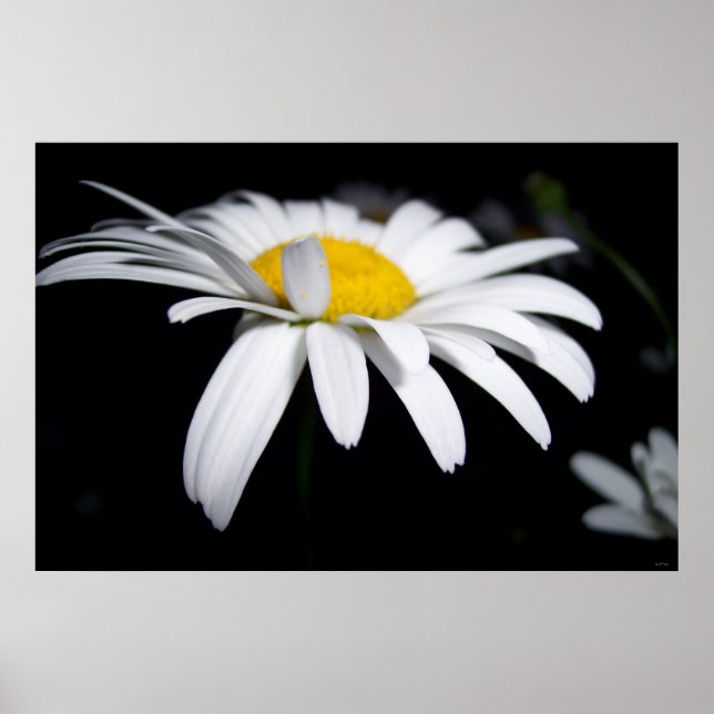 Póster Shasta Daisy Fotografia (Frente)