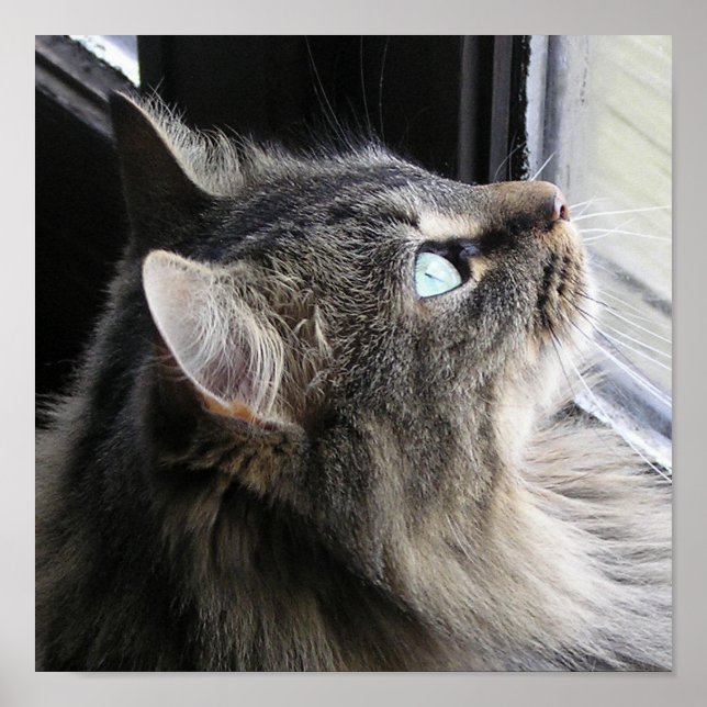 Póster Shasta - Em Pensamento (Frente)