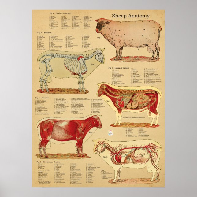 Poster Sheep Anatomy Atlas Chart (Frente)