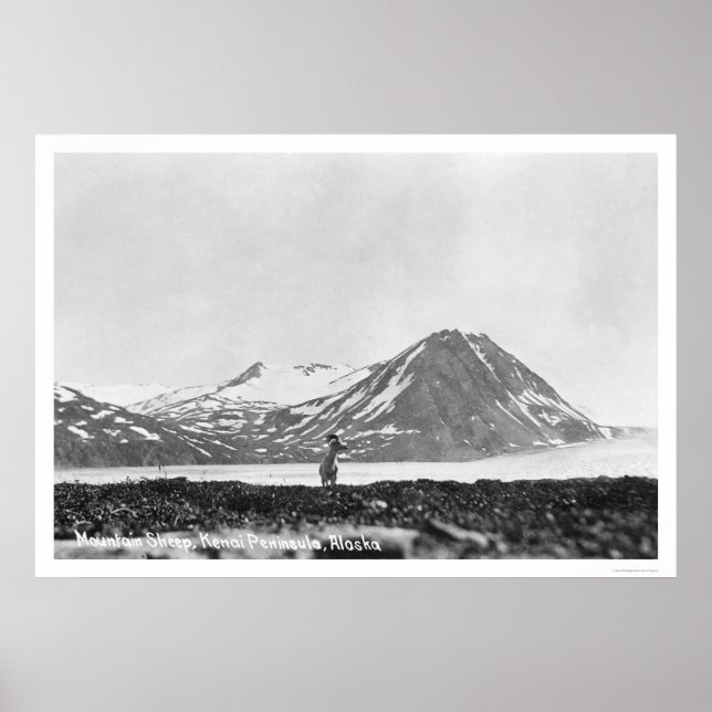 Poster Sheep Kenai Peninsula Alaska 1912 (Frente)