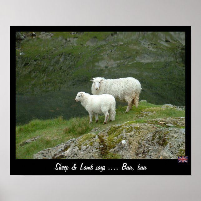 Poster Sheep & Lamb diz Baa, Baa (Poster) (Frente)