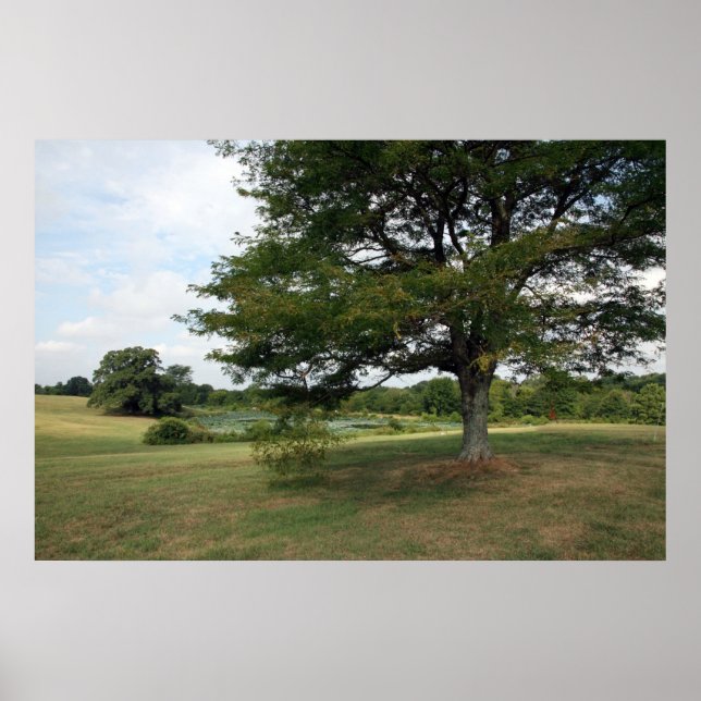 Póster Shelby (Frente)