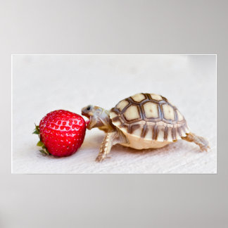Póster Sheldon & Strawberry