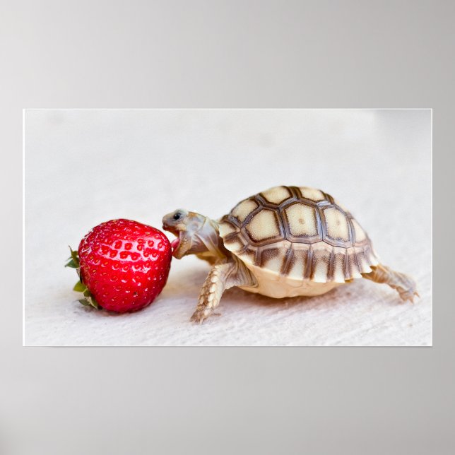 Póster Sheldon & Strawberry (Frente)