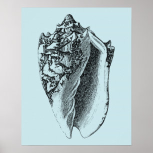 Poster Shell Aqua Conch