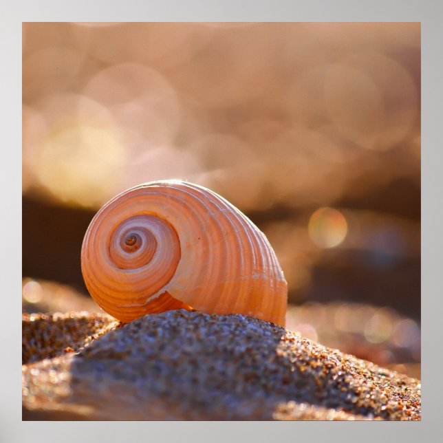 Póster Shell Bokeh |Grécia (Frente)