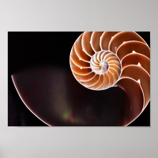 Poster - Shell de Sequência Fibonacci Cooper (Frente)