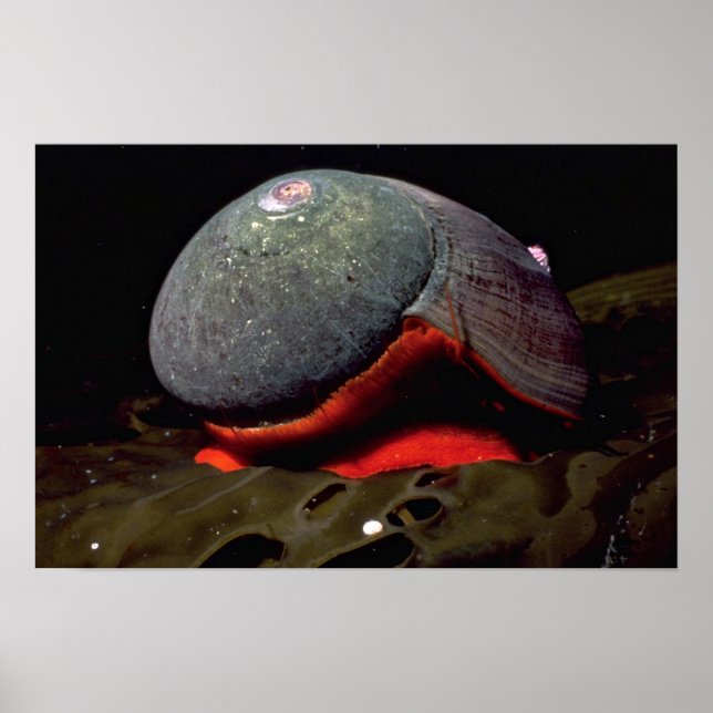 Póster Shell de turbante suave (Norrisia norrisii) (Frente)