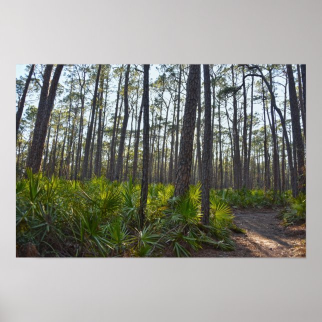 Poster Shell Mound Park Trail, Ilha Dauphin, Al (Frente)