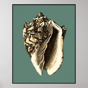 Póster Shell Teal Conch