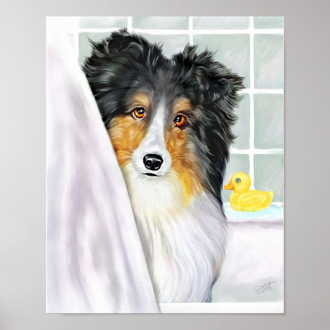 Póster Sheltie Bath Tricolor (Frente)