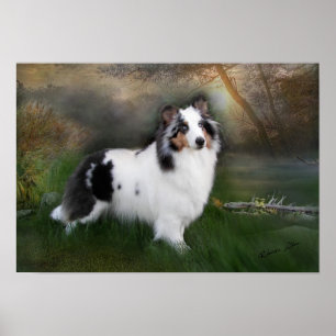 Poster Sheltie branco