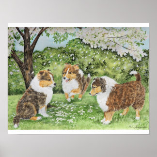 Póster Sheltie Primavera
