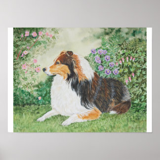Póster Sheltie Summer