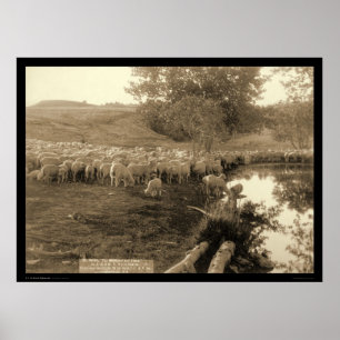 Poster Shepherd and Flock South Dakota 1891