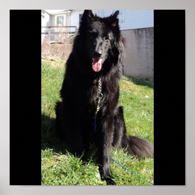 Póster Shepherd belga também conhecido como "O Lobo Negro (Frente)