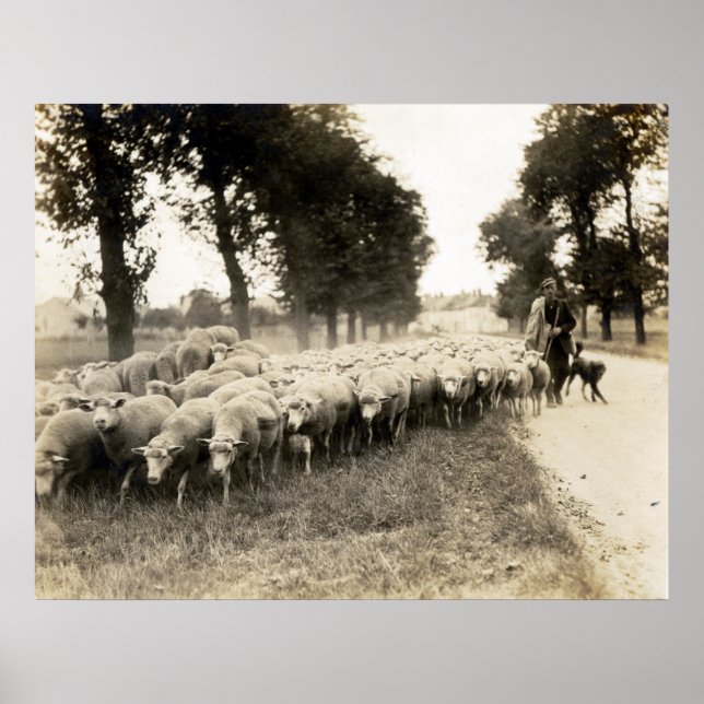 Póster Shepherd Francês 1921 (Frente)