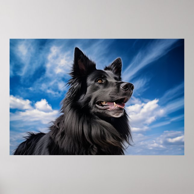 Poster Shepherd Groenendael belga (Frente)