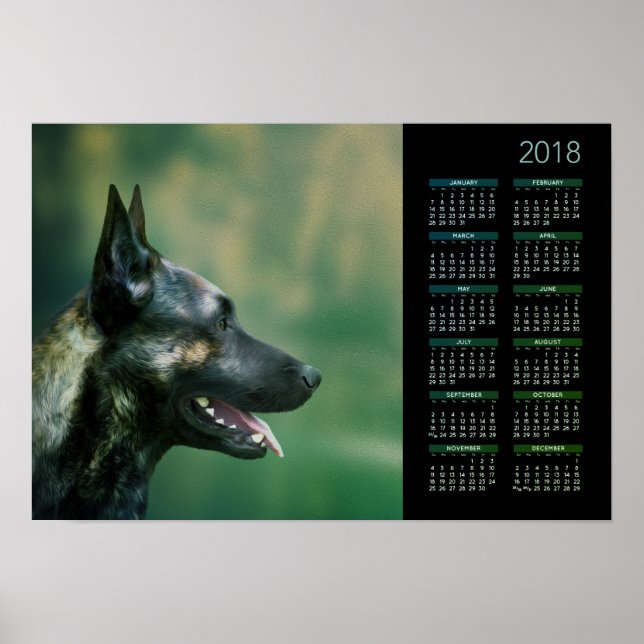 Póster Shepherd Holandês - Calendário Holandês 2018 (Frente)