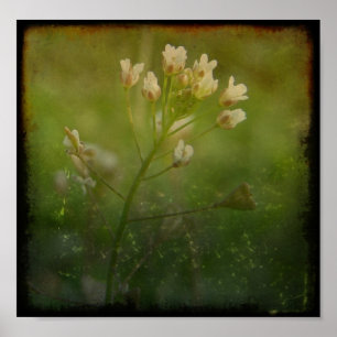 Póster Shepherd's Purse