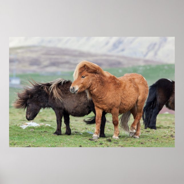 Poster Shetland Pony, Shetland Islands, Escócia 2 (Frente)